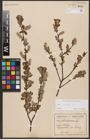 Foto von Salix aurita L.